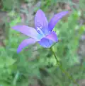 Campanula.