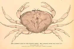The Common Crab of the Pacific Coast. (Male.) Cancer magister, James Dwight Dana. From The Fisheries and Fisheries Industries of the United States