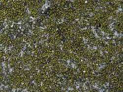 Candelariella aurella, Old Bridge North of Solano Park Circle, Davis, California, USA