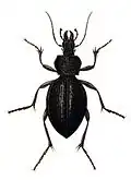 Illustration of Carabus gigas from Carl Gustav Calwer and Gustav Jäger, "Naturgeschichte der Käfer Europas" (1876), Table 1, Picture 13.