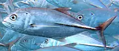 Bigeye trevally hunt cardinalfish in packs and herd them against the reef. When the cardinalfish panic and break school formation, the trevally pick them off.