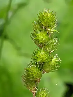 Carex projecta (Necklace Sedge) at Notre-Dame-des-Monts, QC G0T 1L0, Canada