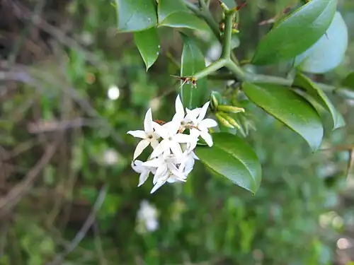 Carissa bispinosa showing characteristic branched thorns.
