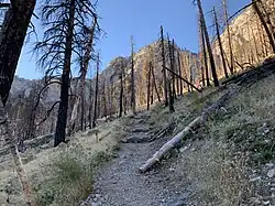 Burned trees from the Carpenter 1 fire on the South Loop Trail to Charleston Peak outside of the Cathedral Rock Picnic Area, in the Spring Mountains National Recreation Area.