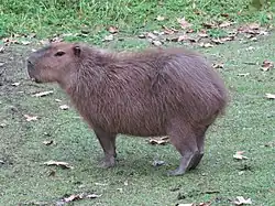 Capybara