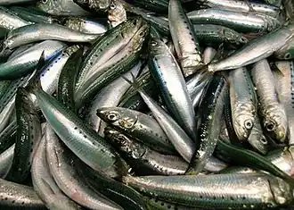 Catch of Pacific sardines