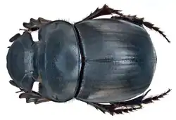 Catharsius molossus female