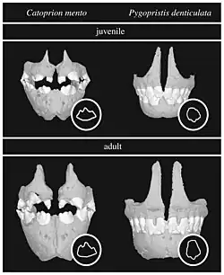 Jaws of serrasalmids: Catoprion mento (which feed on large scales throughout its life) and Pygopristis denticulata (which feed only on small scales as juveniles)