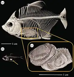 Wimple piranha skeleton, showing large consumed scales stacked within its gut