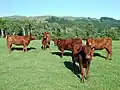 Cattle in a field