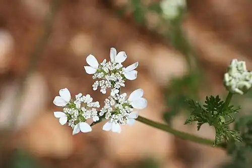 Flowers close-up