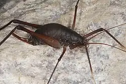 A dark brown humpbacked "bug" with large hind legs, long forelegs, and long antennae