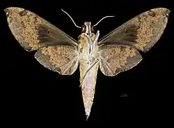 Cechenena helops helops, female ventral view