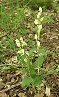 Large-flowered helleborine