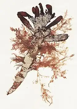 A clump of red seaweed shaped like a dragonfly