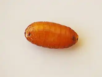 Puparium of Ceratitis capitata