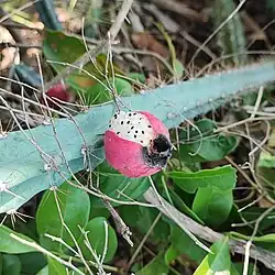 Ripened fruit of Cereus phatnospermus