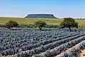 Agave fields near Cerro de la Mesa (in the background). Lagos de Moreno, Jalisco.