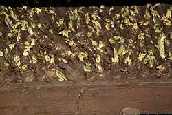 Roots packed into growing container for cold storage, then sprouting