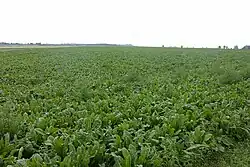 A field of first-season Belgian endive