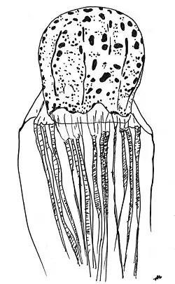 Illustration of "Chirodectes maculatus"