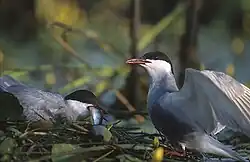 The whiskered tern is an insect-eating marsh tern