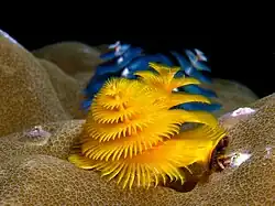 Christmas tree worms (Spirobranchus giganteus)