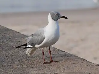 C. c. poiocephalus in breeding plumage, Bakau, Gambia