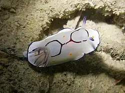 Goniobranchus annulatus