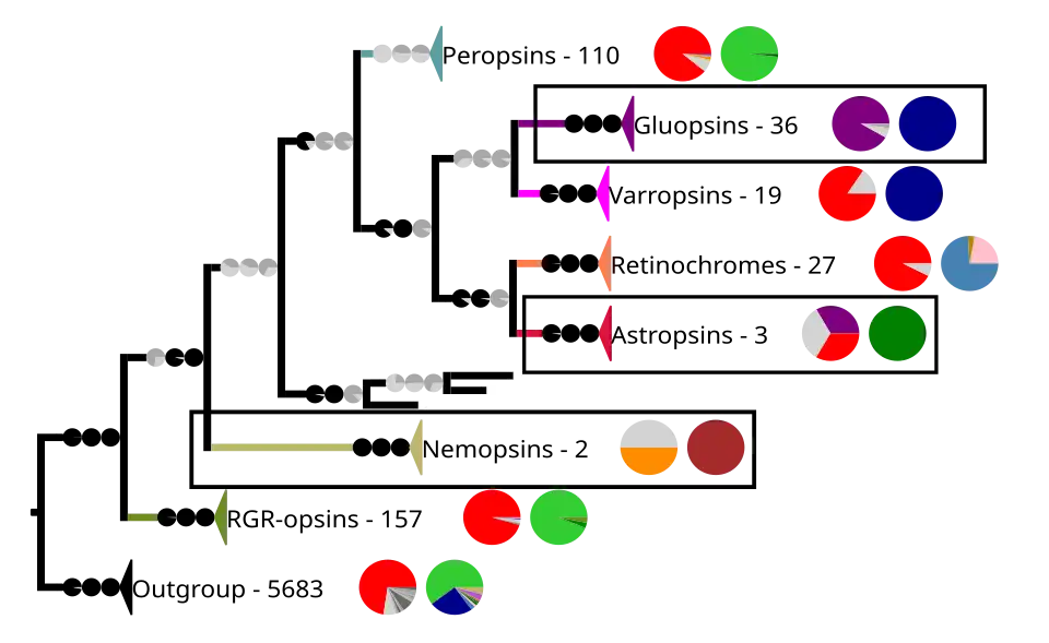 Most chromopsins have also the retinal binding lysine except the nemopsins, where it is replaced by argenine (R), and the gluopsins, where it is replaced by glutamic acid (E). The astropsins, the nemopsins and the gluopsins are highlighted by the frames. The outgroup contains other G protein-coupled receptors including the other opsins.