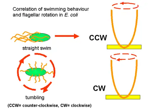 Correlation of swimming behaviour and flagellar rotation