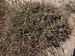 Cichorium spinosum (Asteraceae)