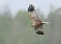 A male western marsh harrier