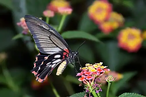 Female butlerianus, India