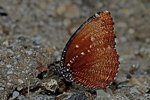 Ventral view