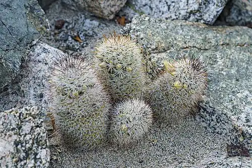 Cochemiea armillata on Isla Cerralvo