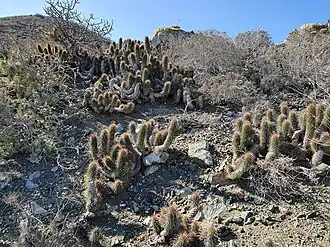 Several plants on Magdalena Island