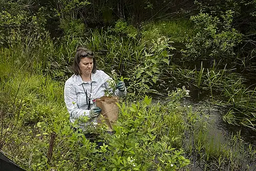 SRNL Senior Scientist Wendy Kuhne collects plant samples along SRS Tinker Creek.