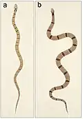 Patrick Russell's original depiction of "Coluber russelius" (Fig. a)