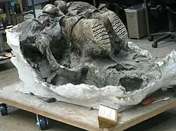 Mammoth skull upside down