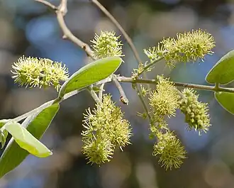 spring foliage and inflorescences
