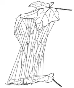 Write a caption here