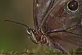 Morpho helenor helenor