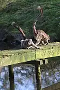 Common brown lemur (Eulemur fulvus) in Zooparc de Trégomeur, 2025