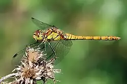 male (yellow abdomen and brown pterostigma)