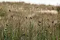 Flock at iSimangaliso Wetland Park, KwaZulu Natal, South Africa