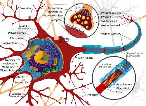 Complete neuron cell diagram
