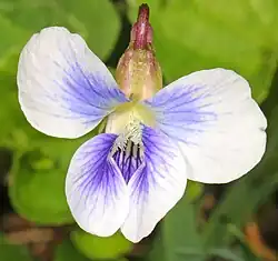 Confederate violet flower