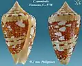 Conus ammiralis Linnaeus, C., 1758
