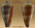 Conus furvus Reeve, L.A., 1843